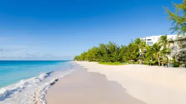 Bougainvillea Barbados
