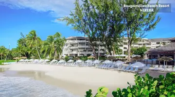 Bougainvillea Barbados