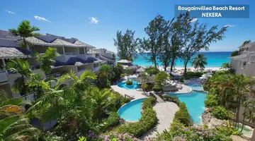 Bougainvillea Barbados