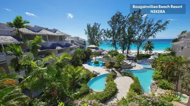 Bougainvillea Barbados