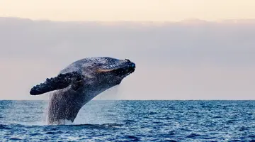 Brazylijskie Wybrzeże Wielorybów