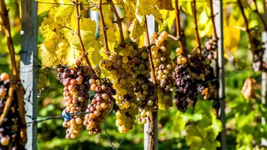 Budapeszt i Tokaj - w krainie wina, czardasza i gorących źródeł - dla wygodnych