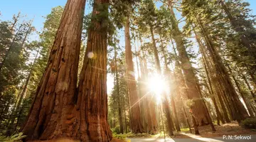 California Dream