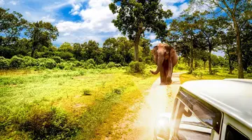 Cejlońskie Safari