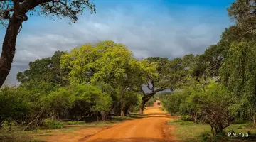 Cejlońskie Safari