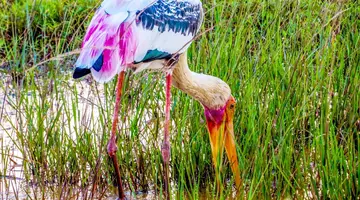 Cejlońskie Safari