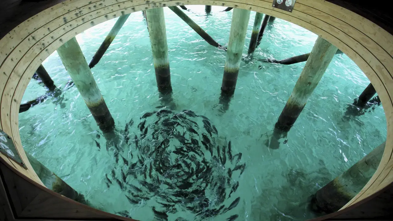 Centara Ras Fushi Resort & Spa Maldives