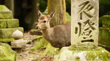Chiny i Japonia - dwa oblicza orientu