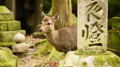 Chiny i Japonia - dwa oblicza orientu