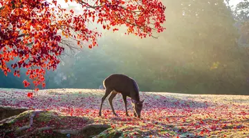 Chiny i Japonia - dwa oblicza orientu
