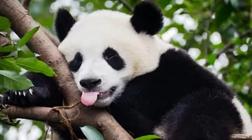 Chiny i Tybet - z Wielkiego Muru na Dach Świata