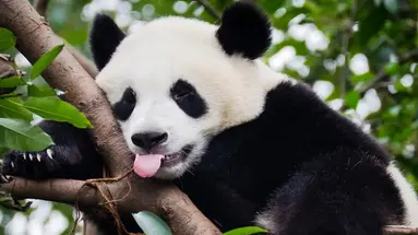 Chiny i Tybet - z Wielkiego Muru na Dach Świata