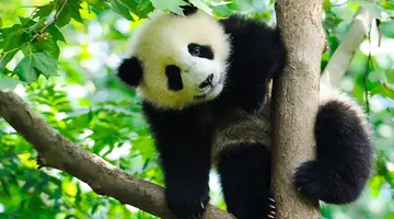 Chiny - pandy, Chongqing i tropikalna Sanya
