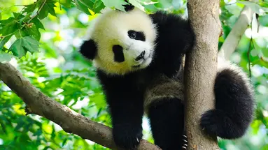Chiny - pandy, Chongqing i tropikalna Sanya