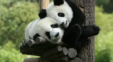 Chiny - Wakacje z pandami 13 dni