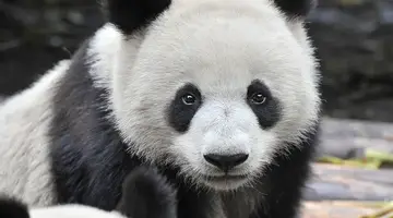 Chiny - Wakacje z pandami 13 dni
