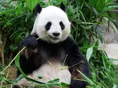 Chiny z Jangcy