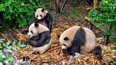 Chiny z Jangcy