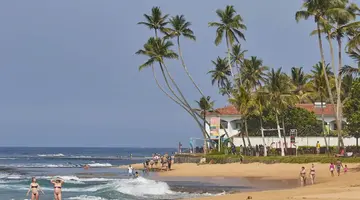 CITRUS HIKKADUWA