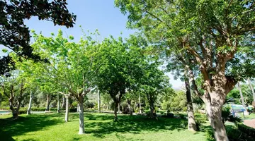 Club Cala Romani