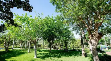 CLUB CALA ROMANI