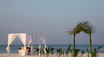 COCO PALM DHUNI KOLHU