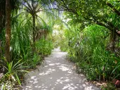 COCO PALM DHUNI KOLHU