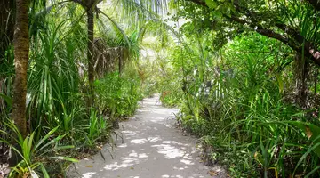 COCO PALM DHUNI KOLHU
