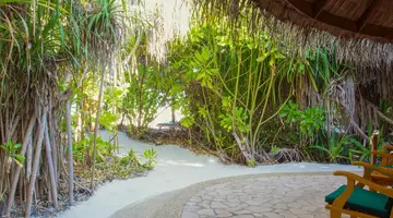 COCO PALM DHUNI KOLHU