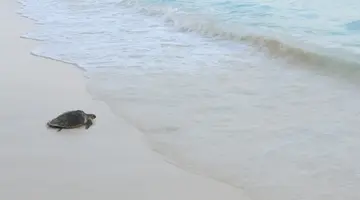 COCO PALM DHUNI KOLHU