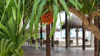 COCOON MALDIVES