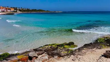 Comitas Isla del Aire