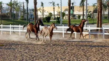 CONCORDE EL SALAM SPORT AREA