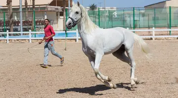 CONCORDE EL SALAM SPORT AREA