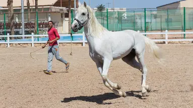 CONCORDE EL SALAM SPORT AREA