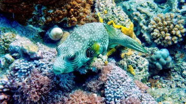 Concorde Moreen Beach Resort & Spa Marsa Alam