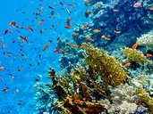 Concorde Moreen Beach Resort & Spa Marsa Alam