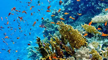 Concorde Moreen Beach Resort & Spa Marsa Alam