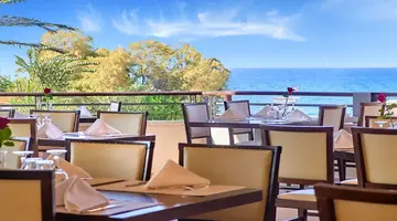 Creta Palm