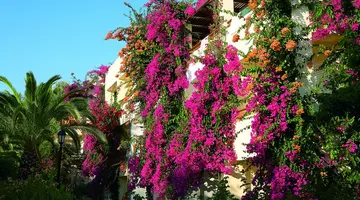 Creta Royal