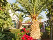 Cretan Garden