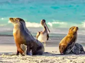Dalej być nie może – Galapagos i Wyspa Wielkanocna