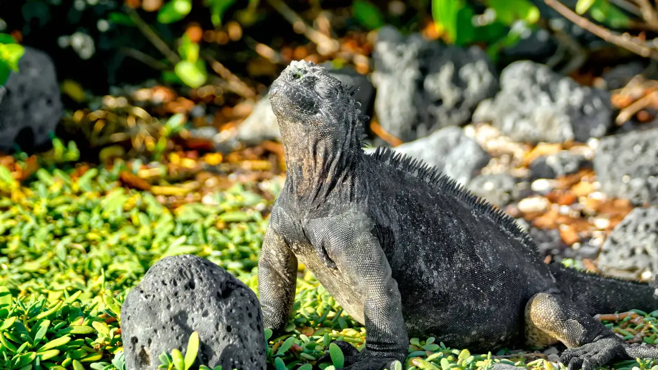 Dalej być nie może – Galapagos i Wyspa Wielkanocna