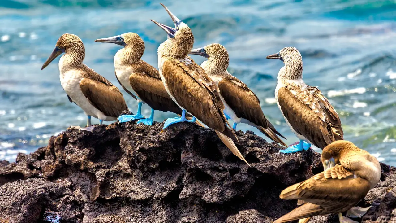 Dalej być nie może – Galapagos i Wyspa Wielkanocna