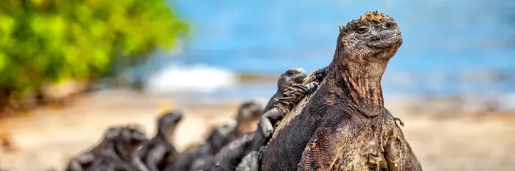 Dalej być nie może – Galapagos i Wyspa Wielkanocna
