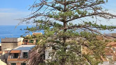 Delle Palme