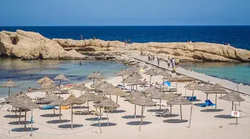 Delphin El Habib