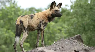 Delta i Chobe - kraina dzikiej przyrody