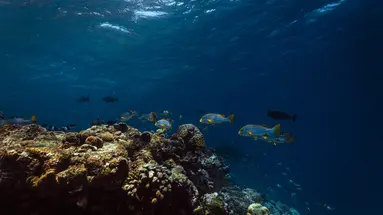 DHIGUFARU ISLAND RESORT