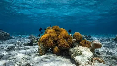 DHIGUFARU ISLAND RESORT